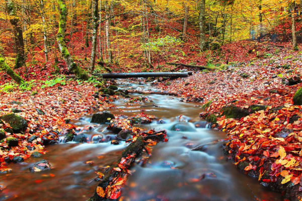 Bolu Yedigöller hakkında..